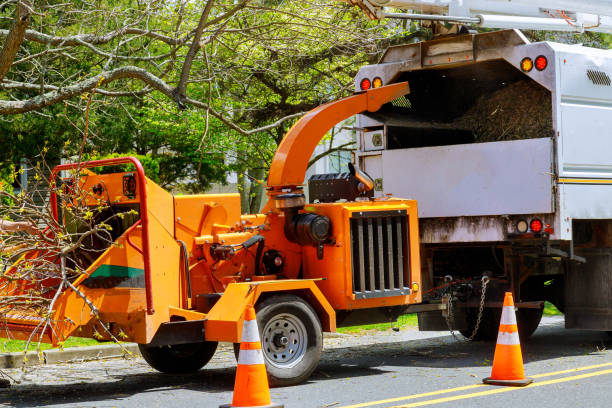 The Steps Involved in Our Tree Care Process in Imlay City, MI